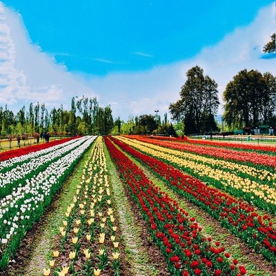 Kashmir tour from Delhi Via flight