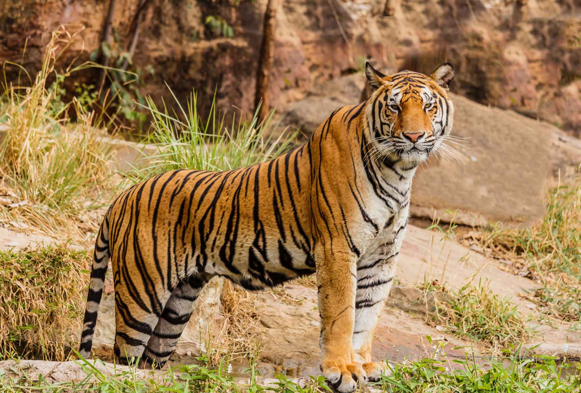 Wildlife and Luxury North India Tour Package